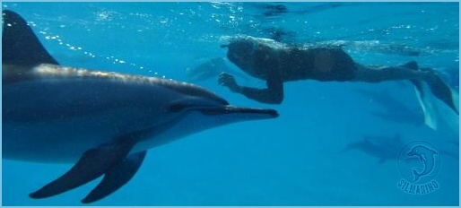 porody s delfíny